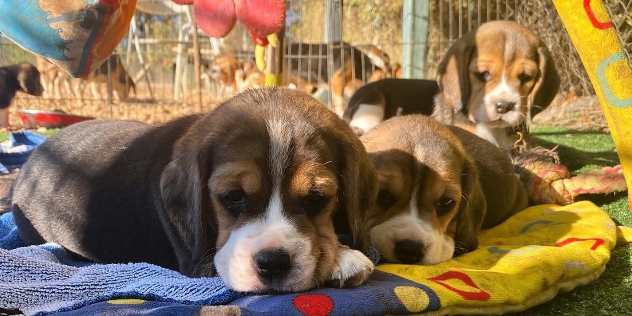 LAS ETAPAS DE DESARROLLO CANINO
