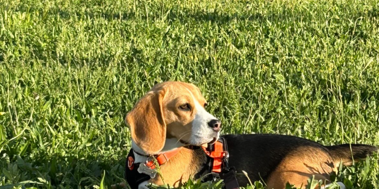 CUANTAS HORAS AL DIA NECESITA UN PERRO PARA DORMIR Y DESCANSAR