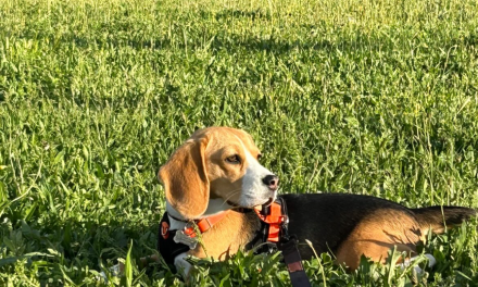 CUANTAS HORAS AL DIA NECESITA UN PERRO PARA DORMIR Y DESCANSAR