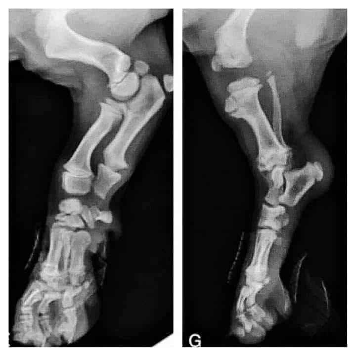 radiografia