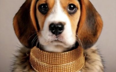 Guia completa del cuidado del pelo de tu perro