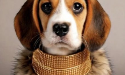Guia completa del cuidado del pelo de tu perro