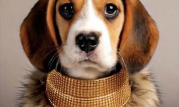 Guia completa del cuidado del pelo de tu perro