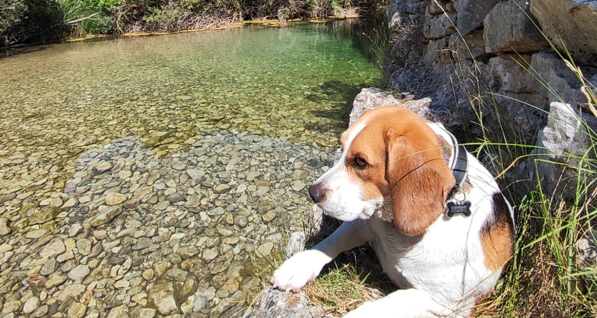 QUE ES EL COBBING  EN PERROS Y COMO SE GESTIONA
