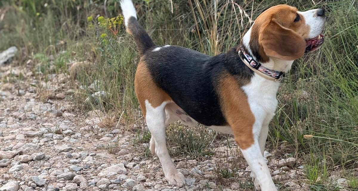como funciona el sistema nasal de los perros y que es el organo de jacobson ?