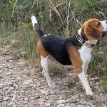 como funciona el sistema nasal de los perros y que es el organo de jacobson ?