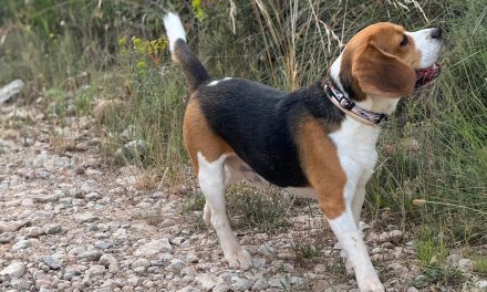 como funciona el sistema nasal de los perros y que es el organo de jacobson ?