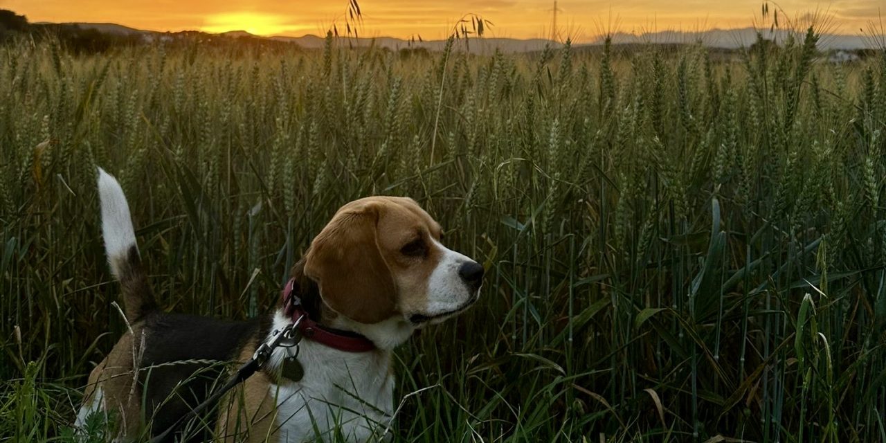 DOMESTICACIÓN Y EPIGENÉTICA EN PERROS : COMO EVOLUCIONARON DE ANIMALES DE TRABAJO A PERROS DE COMPAÑIA