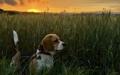 DOMESTICACIÓN Y EPIGENÉTICA EN PERROS : COMO EVOLUCIONARON DE ANIMALES DE TRABAJO A PERROS DE COMPAÑIA