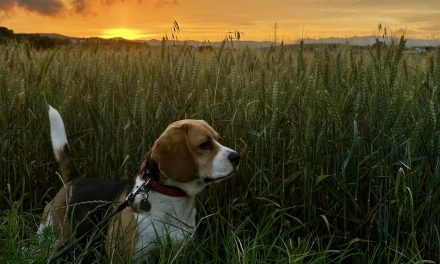 DOMESTICACIÓN Y EPIGENÉTICA EN PERROS : COMO EVOLUCIONARON DE ANIMALES DE TRABAJO A PERROS DE COMPAÑIA