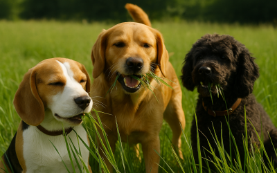 🐾 ¿Por qué los perros comen hierba?